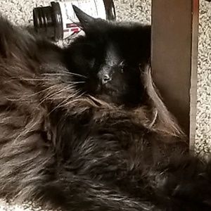 Meet your Posher, Tony